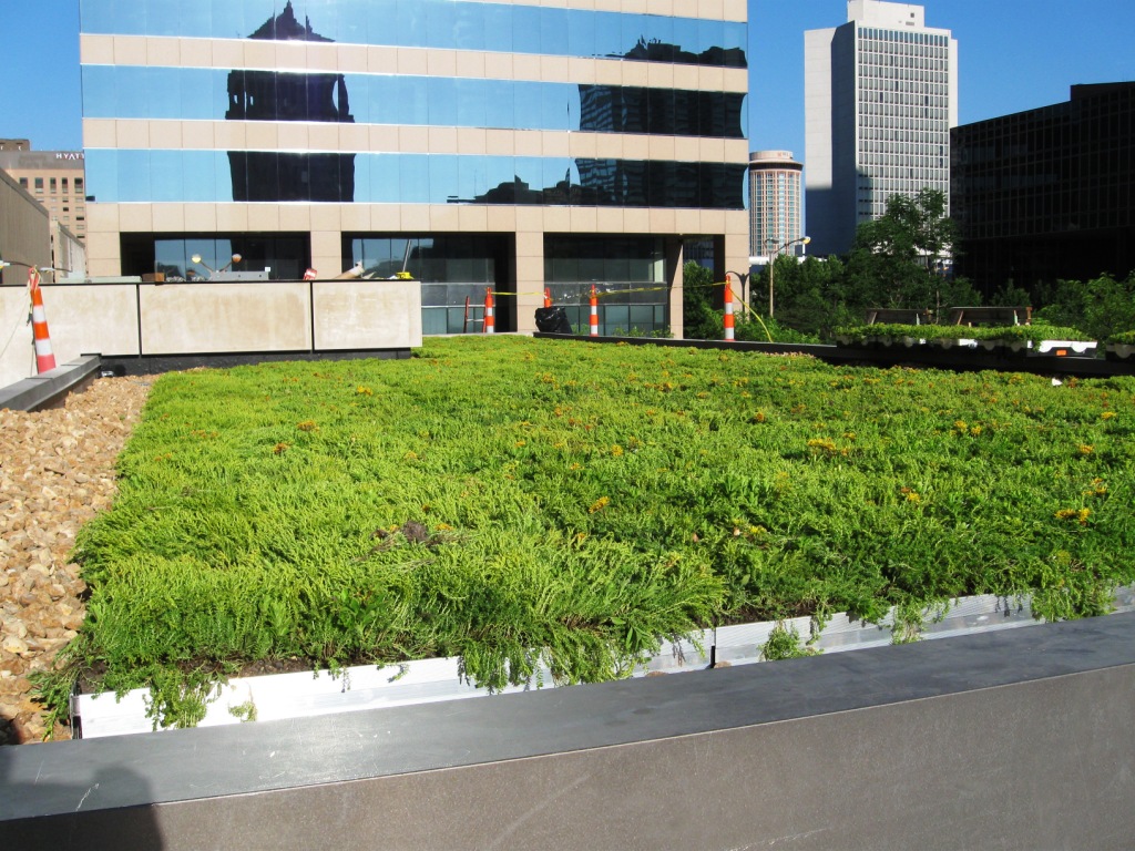 St Louis City Garden Rooftop Sedums